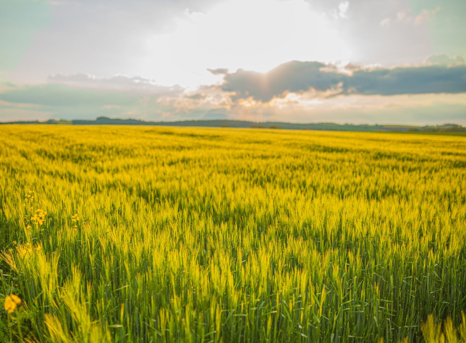 Agricultural Growth -Various Fields – Agriculture Farming Field
